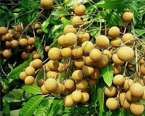 周末來(lái)深圳觀瀾九龍山生態(tài)園體驗(yàn)采摘龍眼一日游