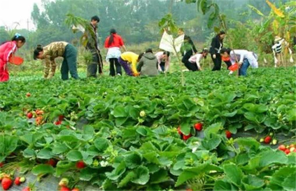 深圳九龍山生態園農家樂一日游有哪些好處？
